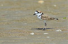 Malaysian Plover